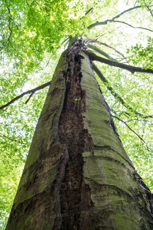 Deadwood structure Gully in deciduous forest, huge damage to standing tree trunk, important habitat for insects and birds, North Rhine-Westphalia, Germany, Europe