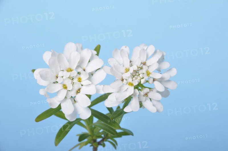 Iberis sempervirens in flower