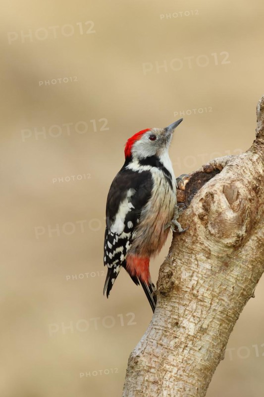 Middle spotted woodpecker (Dendrocopos medius) sitting at a water pot in a tree trunk, Animals, Birds, Woodpeckers, Wilnsdorf, North Rhine-Westphalia, Germany, Europe