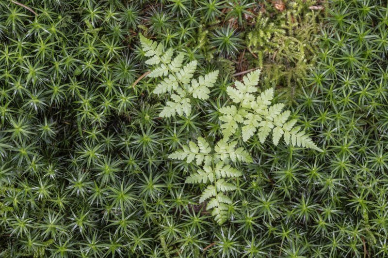 Lady fern (Athyrium filix-femina) in a moss cushion (Polytrichum commune), Emsland, Lower Saxony, Germany, Europe