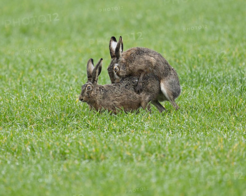 European hare (Lepus europaeus), mating, copula on a grain field, wildlife, Thuringia, Germany, Europe