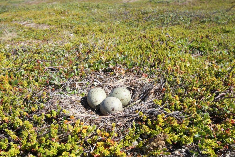 Nest with clutch of Mew Gulls in the tundra, Lapland, Northern Norway, Scandinavia