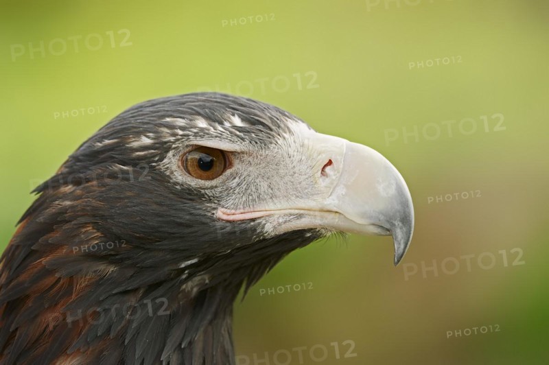 Wedge-tailed eagle (Aquila audax), portrait, captive, occurrence in Australia