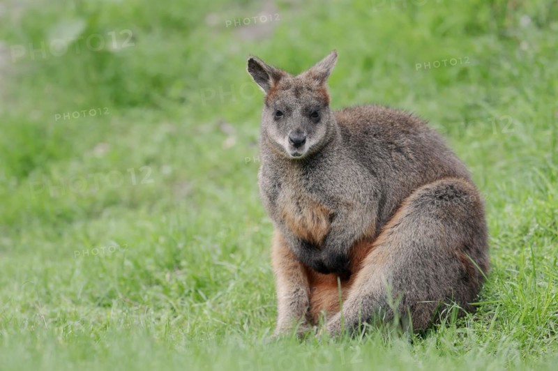 Swamp wallaby (Wallabia bicolor), captive, occurrence in Australia
