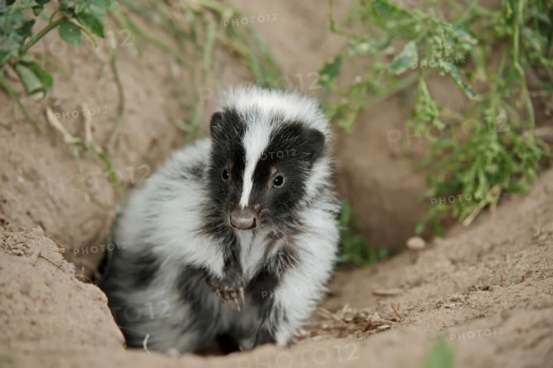 Striped skunk (Mephitis mephitis), juvenile at the burrow, captive, occurrence in North America
