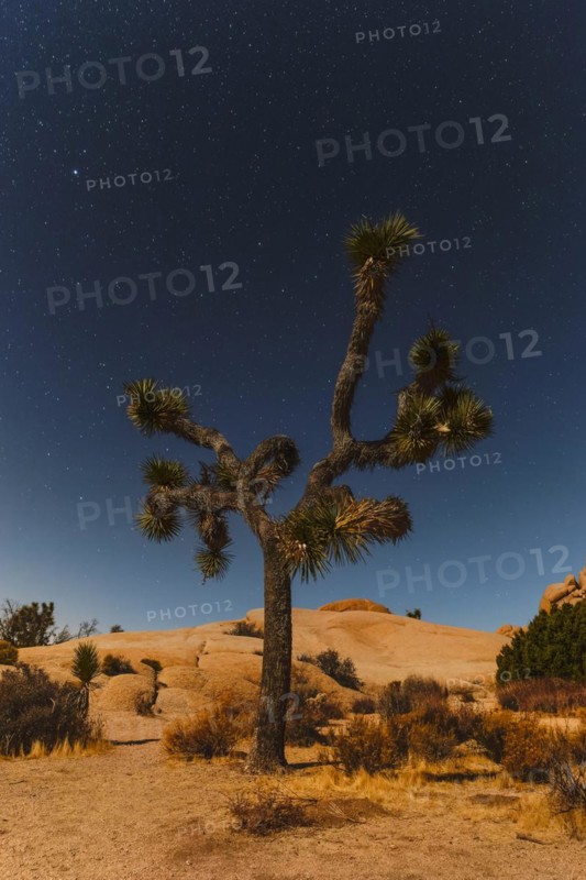 Joshua Tree (Yucca brevifolia), starry sky, Joshua Tree National Park, Mojave Desert, California, United States, USA, Joshua Tree National Park, California, USA, North America