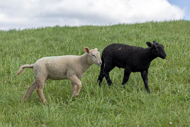 Lambs, black and white, sheep, Elbe dyke near Bleckede, Lower Saxony, Germany, Europe