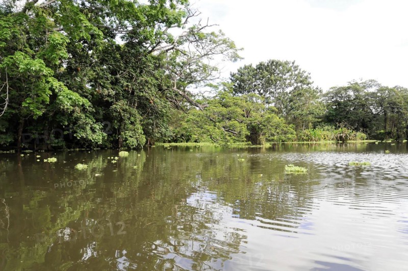 Granada, Nicaragua, Calm Nicaragua lake with aquatic plants and trees reflected in the water, Central America, Central America