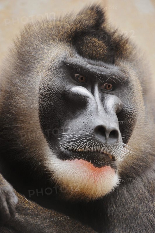 Drill (Mandrillus leucophaeus), male, portrait, captive, occurrence in Africa