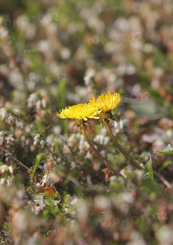 Two common dandelion (Taraxacum officinale), between winter heath (Erica carnea), North Rhine-Westphalia, Germany, Europe