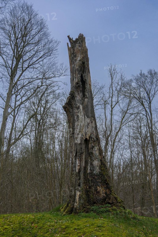 Dead tree trunk without crown in the castle park, Ludwigslust, Mecklenburg-Vorpommern, Germany, Europe