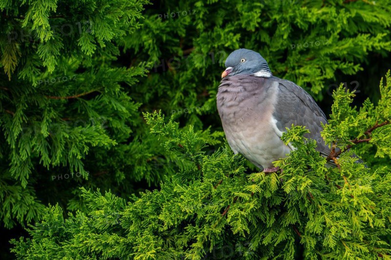 Adult common wood pigeon (Columba palumbus) perched in cypress tree in garden