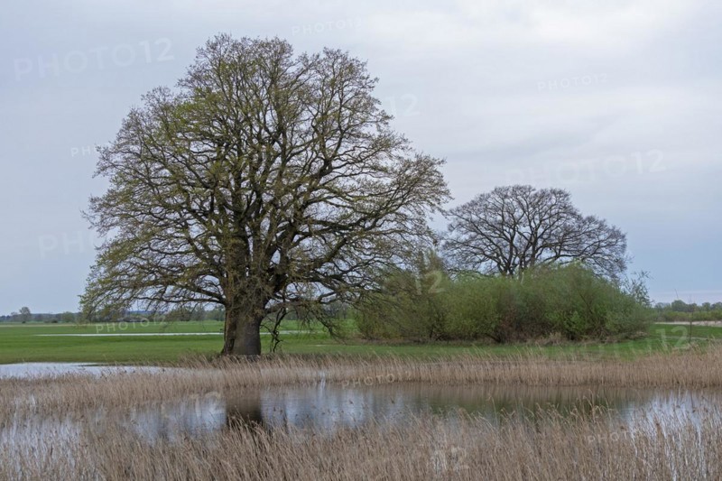 Trees, reeds, water, Elbtalaue near Bleckede, Lower Saxony, Germany, Europe