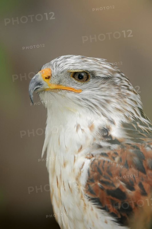 Ferruginous hawk (Buteo regalis), portrait, captive, occurrence in North America