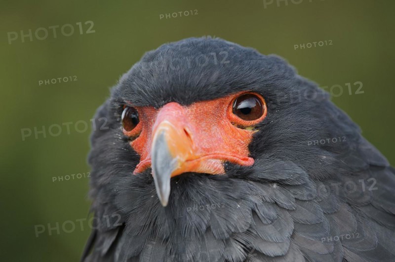 Bateleur (Terathopius ecaudatus), portrait, captive, occurrence in Africa
