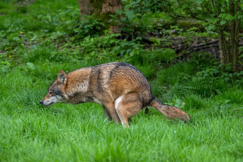 Eurasian wolf, grey wolf (Canis lupus lupus) defecating, pooping, crapping in forest. Captive