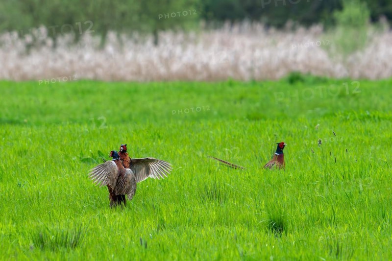 Common pheasant (Phasianus colchicus) male defending mating territory in meadow during the breeding season, Harchies, Belgium, Europe