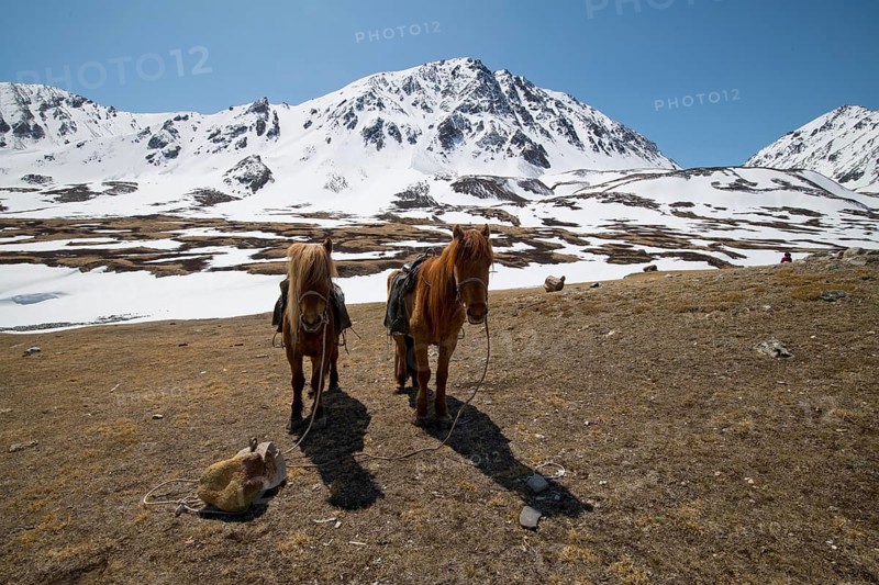 Two horses in front of the mountain peaks in the snowy Tavan Bogd National Park, Mongolian Altai Mountains, Western Mongolia, Mongolia, Asia