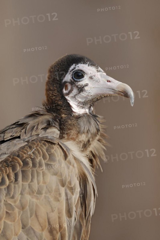 Hooded vulture (Necrosyrtes monachus), portrait, captive, occurrence in Africa