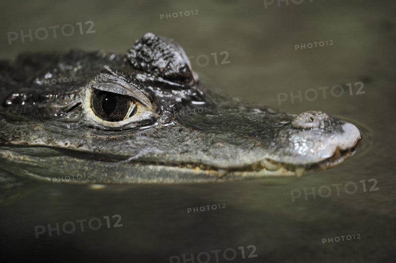 Crocodile caiman or northern spectacled caiman (Caiman crocodilus), juvenile, captive, occurring in South America