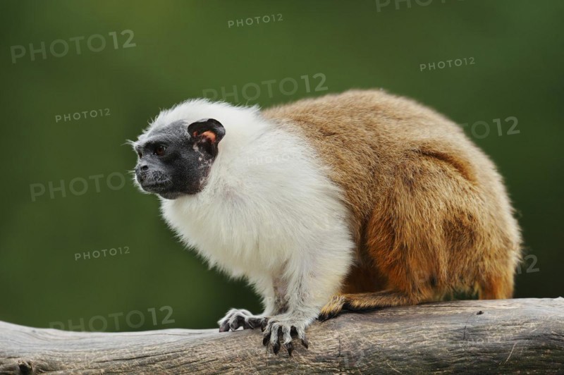 Mantled monkey or bicoloured tamarin (Saguinus bicolor), captive, occurrence in Brazil