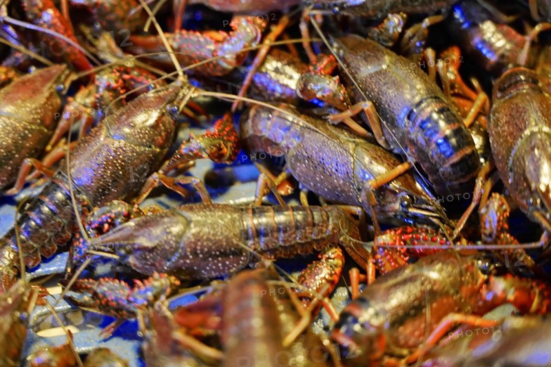 Chongqing, Chongqing Province, China, Several blue and brown lobsters lying close together in a market, Chongqing, Chongqing, Chongqing Province, China, Asia