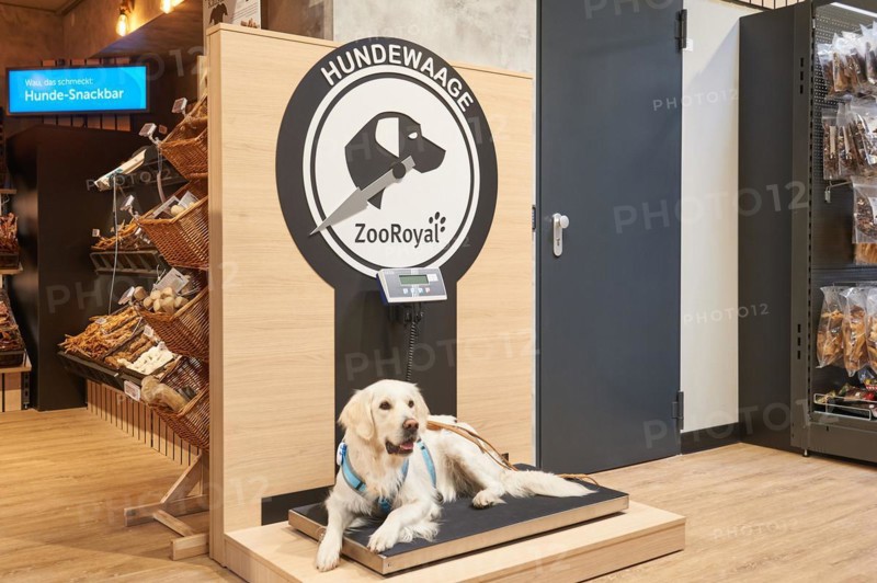 Golden Retriever on the scales for dogs in the pet supplies retail store REWE Kai Prochazka oHG I Papenreye 4 I 22453 Hamburg-Niendorf I Copyright: Carsten Milbret I, Hamburg, Hamburg, Germany, Europe
