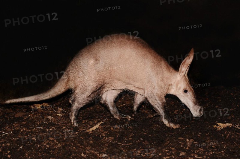 Aardvark (Orycteropus afer), captive, occurrence in Africa