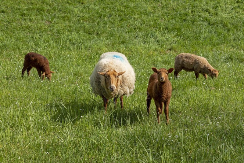 Ewe, lambs, brown, sheep, Elbe dike near Bleckede, Lower Saxony, Germany, Europe