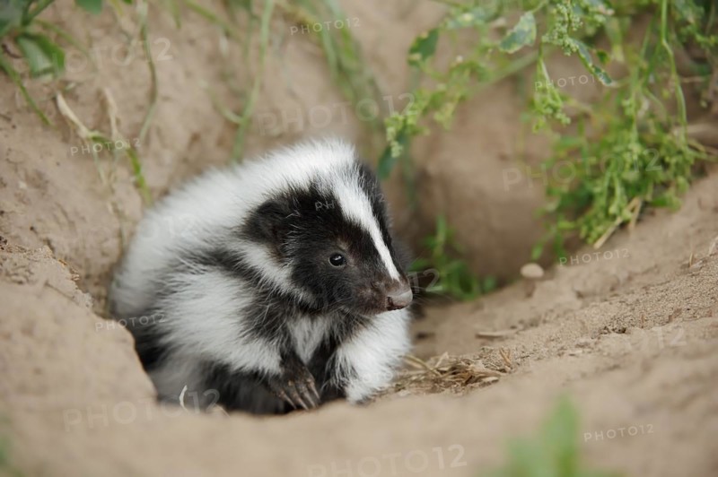 Striped skunk (Mephitis mephitis), juvenile at the burrow, captive, occurrence in North America