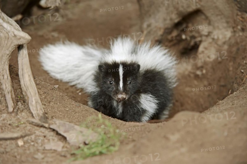 Striped skunk (Mephitis mephitis), juvenile at the burrow, captive, occurrence in North America
