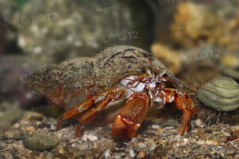 Common hermit crab (Pagurus bernhardus, Eupagurus bernhardus), underwater, captive, North Rhine-Westphalia, Germany, Europe