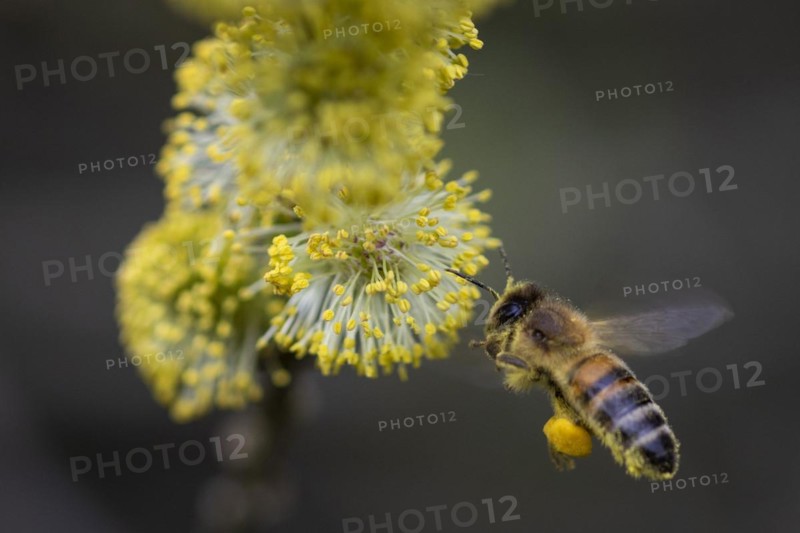 A honeybee collects pollen from a willow in the Hohe Ward nature reserve in Muenster, 08/04/2024