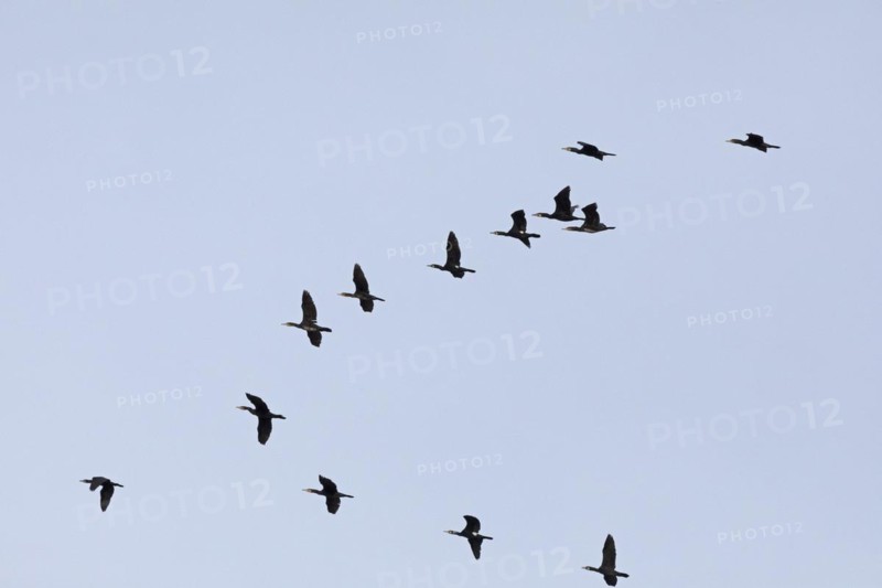 Flying cormorants, flock, Elbtalaue near Bleckede, Lower Saxony, Germany, Europe