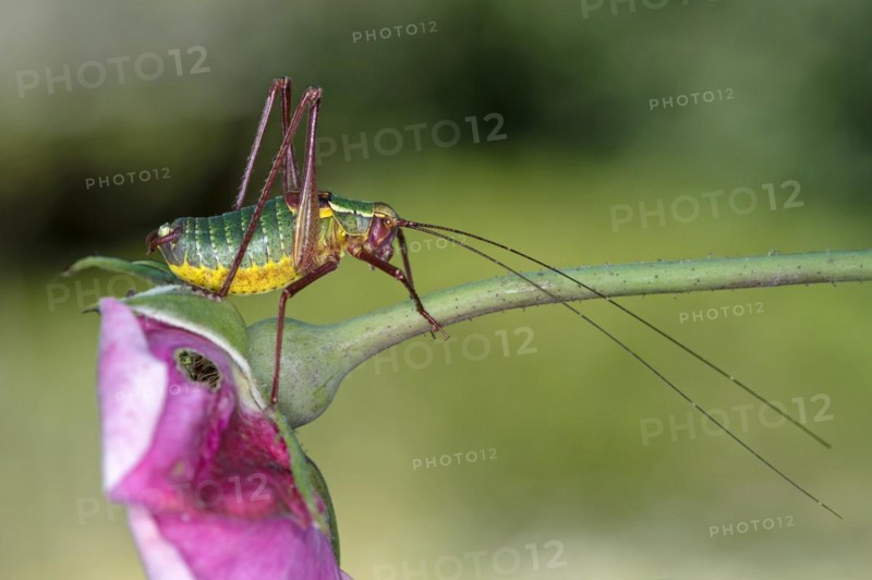 Southern saw-tailed bush-cricket (Barbitistes obtusus), Valais, Switzerland, Europe
