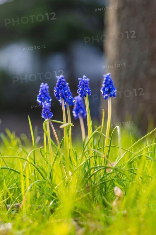 Macro photograph of grape hyacinths blooming in fresh spring grass, spring, Calw, Black Forest, Germany, Europe