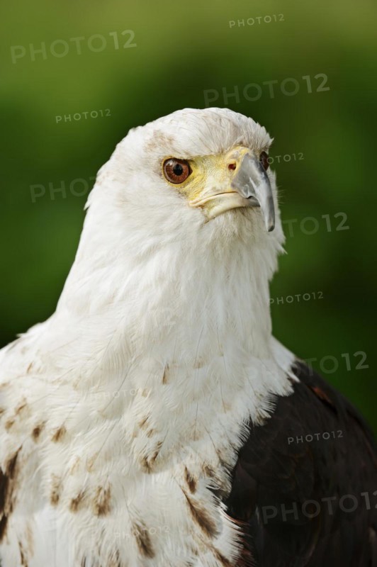 African fish eagle (Haliaeetus vocifer), portrait, captive, occurrence in Africa