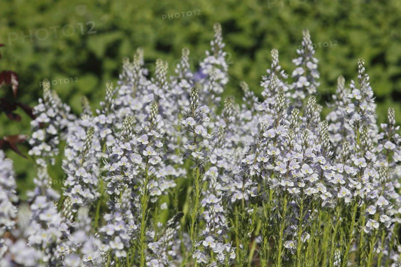 Gentian speedwell, gentian speedwell (Veronica gentianoides) North Rhine-Westphalia, Germany, Europe