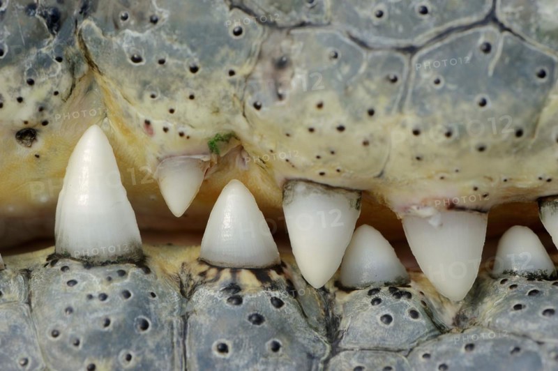 Nile crocodile (Crocodylus niloticus), teeth, captive, occurring in Africa