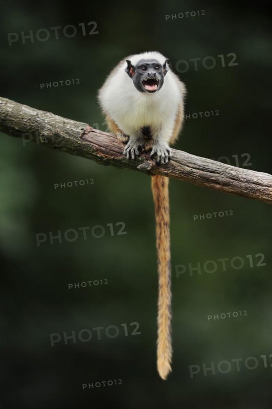 Mantled monkey or bicoloured tamarin (Saguinus bicolor) calling, captive, occurrence in Brazil