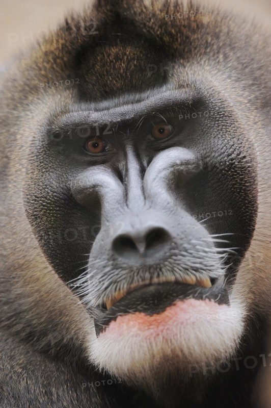 Drill (Mandrillus leucophaeus), male, portrait, captive, occurrence in Africa