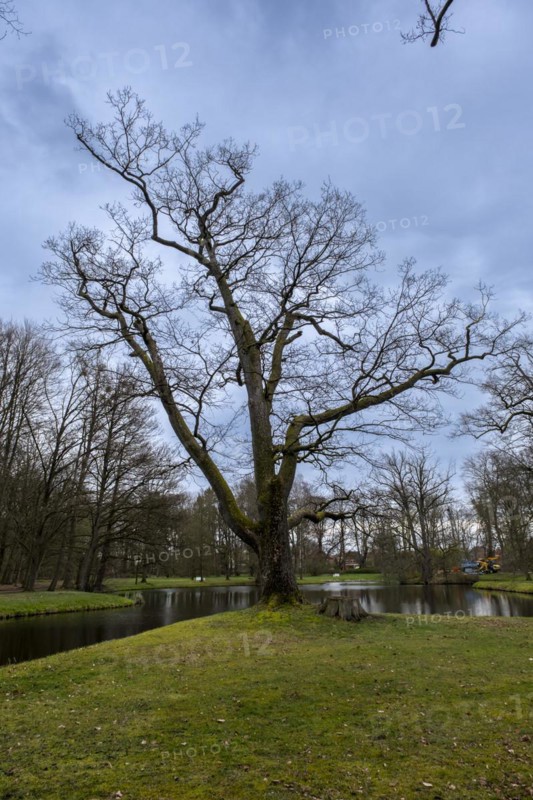 Trees by a pond in the castle park, Ludwigslust, Mecklenburg-Vorpommern, Germany, Europe