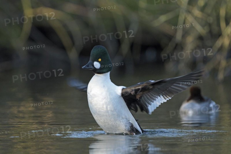 Common goldeneye (Bucephala clangula), pair, drake in mating plumage, flapping its wings, female in the background, Oberhausen, Ruhr area, North Rhine-Westphalia, Germany, Europe