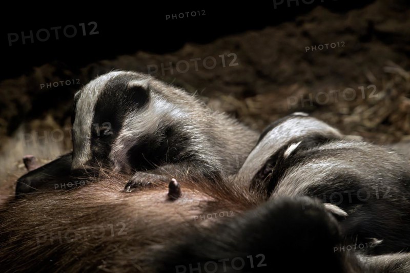 European badger sow, female (Meles meles) suckling litter of cubs in underground chamber of badger sett in spring. Captive