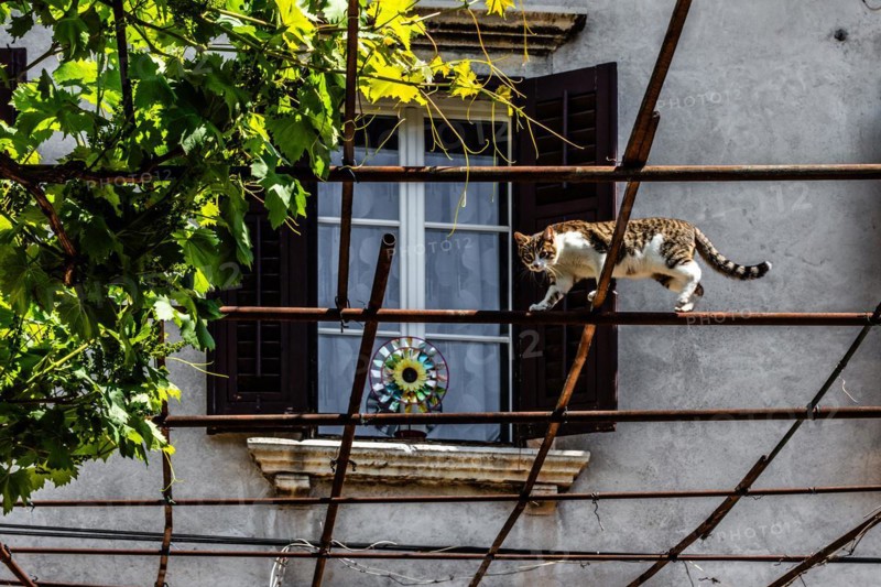 Alstadtgasse with climbing cat, harbour town Koper on the Adriatic coast, Slovenia, Koper, Slovenia, Europe