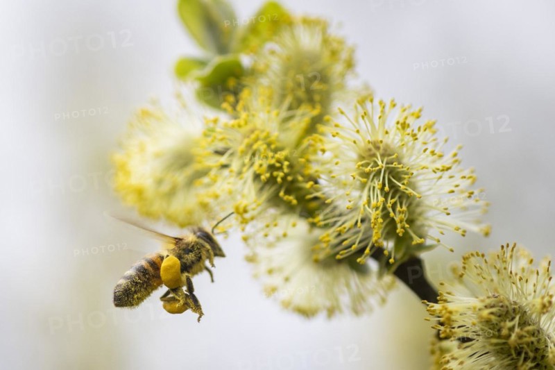 A honeybee collects pollen from a willow in the Hohe Ward nature reserve in Muenster, 08/04/2024