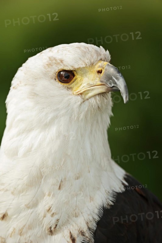 African fish eagle (Haliaeetus vocifer), portrait, captive, occurrence in Africa