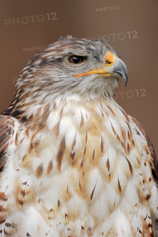 Ferruginous hawk (Buteo regalis), portrait, captive, occurrence in North America
