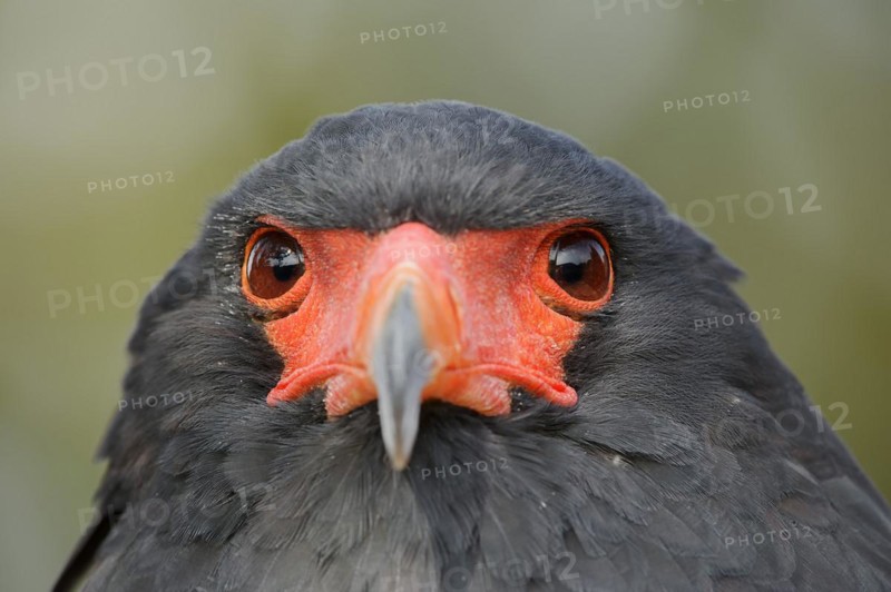 Bateleur (Terathopius ecaudatus), portrait, captive, occurrence in Africa