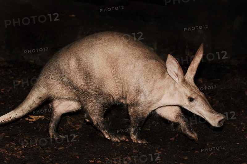 Aardvark (Orycteropus afer), captive, occurrence in Africa